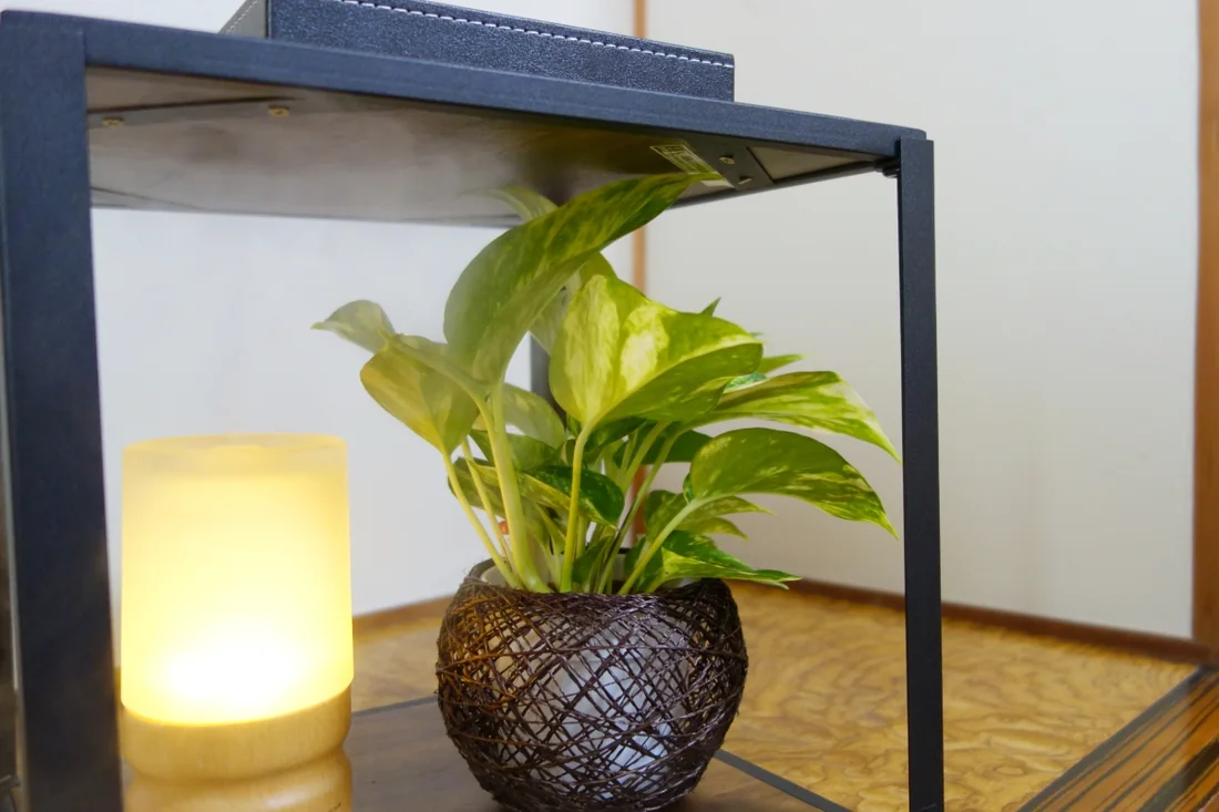 院内の観葉植物と照明